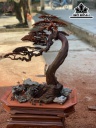 Cây Tùng Bonsai Gỗ Trắc Cao 76 Ngang 32 Sâu 38 (cm)