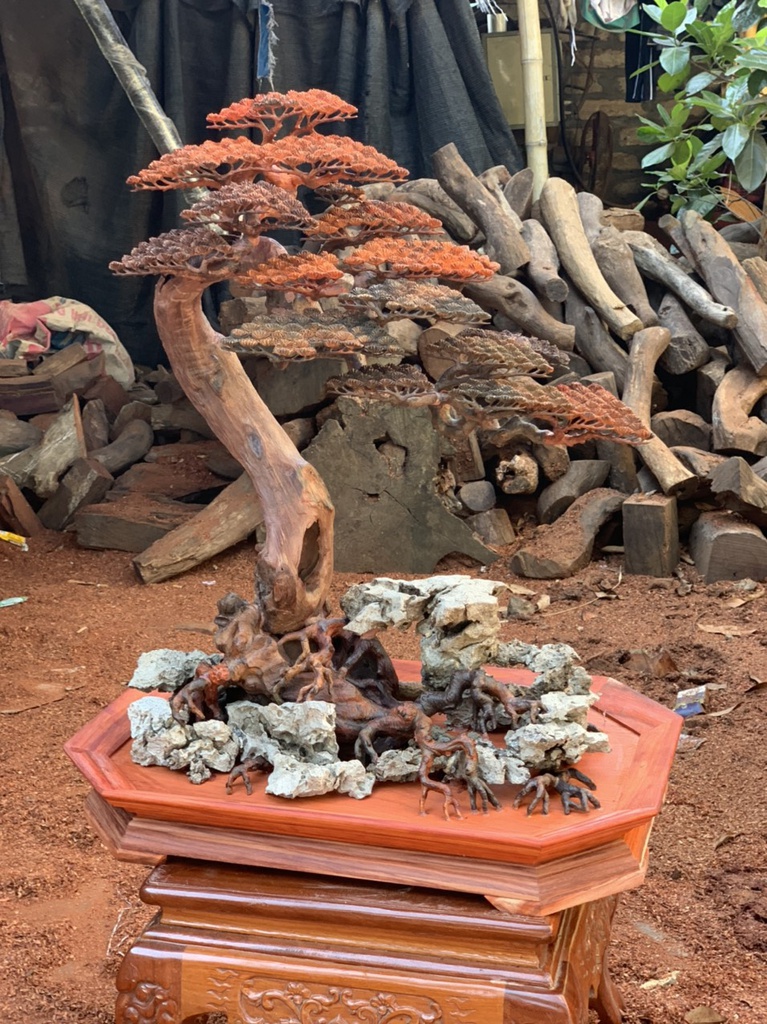 Cây Tùng Bonsai Gỗ Trắc Cao 76 Ngang 32 Sâu 38 (cm)