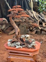Cây Tùng Bonsai Gỗ Trắc Cao 76 Ngang 32 Sâu 38 (cm)