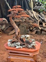 Cây Tùng Bonsai Gỗ Trắc Cao 76 Ngang 32 Sâu 38 (cm)