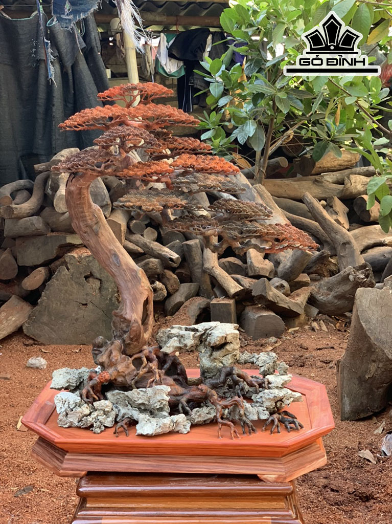 Cây Tùng Bonsai Gỗ Trắc Cao 76 Ngang 32 Sâu 38 (cm)