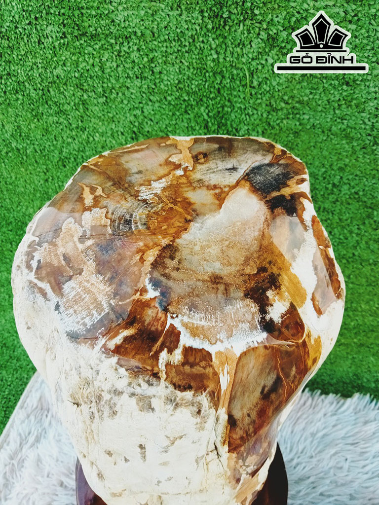 Tác Phẩm Gỗ Hóa Thạch Cao 49 Đường Kính 18 (cm) 19kg