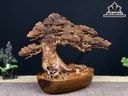 Cây Tùng Bonsai Gỗ Ngọc Am Cao 30 Ngang 43 Sâu 20 (cm)