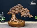 Cây Tùng Bonsai Gỗ Ngọc Am Cao 30 Ngang 43 Sâu 20 (cm)