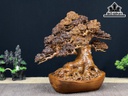 Cây Tùng Bonsai Gỗ Ngọc Am Ngang 40 Cao 33 Sâu 19 (cm)