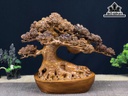 Cây Tùng Bonsai Gỗ Ngọc Am Ngang 40 Cao 33 Sâu 19 (cm)
