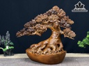 Cây Tùng Bonsai Gỗ Ngọc Am Ngang 40 Cao 33 Sâu 19 (cm)