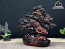 Cây Tùng Bonsai Gỗ Trắc Ngang 37 Cao 31 Sâu 19 (cm)