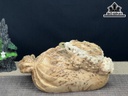 Tượng Thiềm Thừ Gỗ Nu Ngọc Am Ngang 26 Cao 13 Sâu 14 (cm)