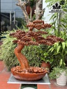 Cây Tùng Bonsai Gỗ Hương Cao 68 Ngang 62 Sâu 28 (cm)