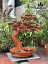 Cây Tùng Bonsai Gỗ Hương Cao 68 Ngang 62 Sâu 28 (cm)