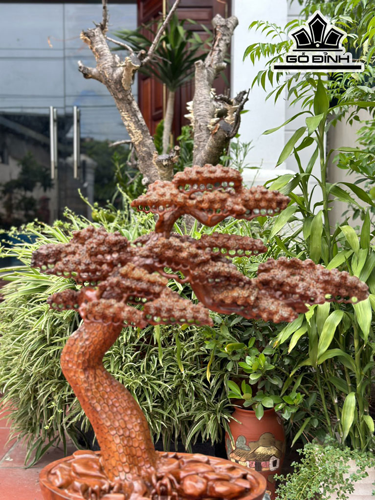 Cây Tùng Bonsai Gỗ Hương Cao 68 Ngang 62 Sâu 28 (cm)