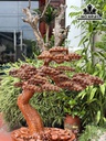 Cây Tùng Bonsai Gỗ Hương Cao 68 Ngang 62 Sâu 28 (cm)