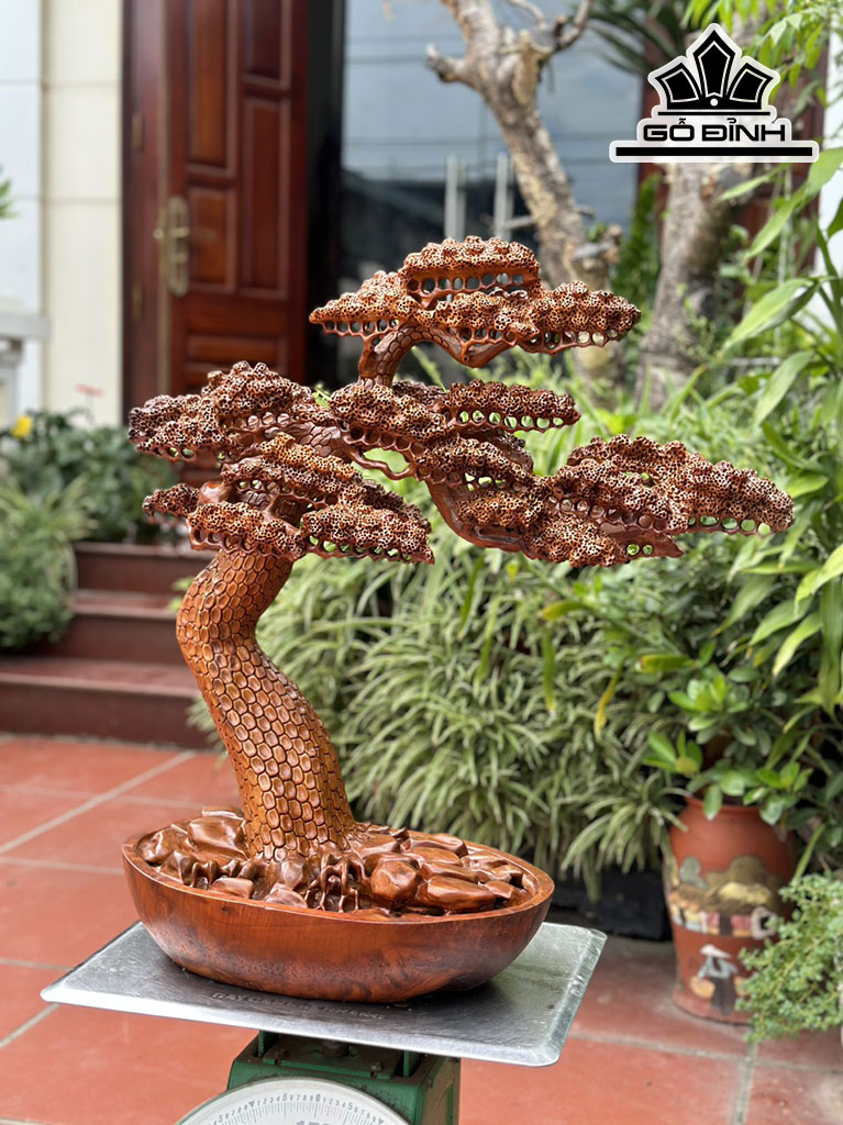 Cây Tùng Bonsai Gỗ Hương Cao 68 Ngang 62 Sâu 28 (cm)