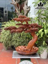 Cây Tùng Bonsai Gỗ Hương Cao 68 Ngang 62 Sâu 28 (cm)