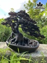 Cây Tùng Bonsai Gỗ Trắc Cao 28 Ngang 30 Sâu 13 (cm)