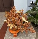 Bình Mai Phú Quý Gỗ Hương Cao 55 Ngang 55 Sâu 35 (cm)