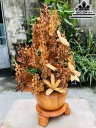 Bình Hoa Gỗ Hương Cao 83 Ngang 52 Sâu 32 (cm)