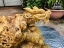 Tượng Long Quy Gỗ Nu Nghiến Ngang 50 Cao 28 Sâu 43 (cm)