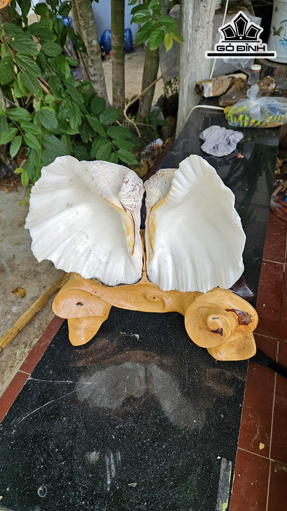Tác Phẩm Cặp Sò Hóa Thạch Cao 41 Ngang 35 (cm) 10kg