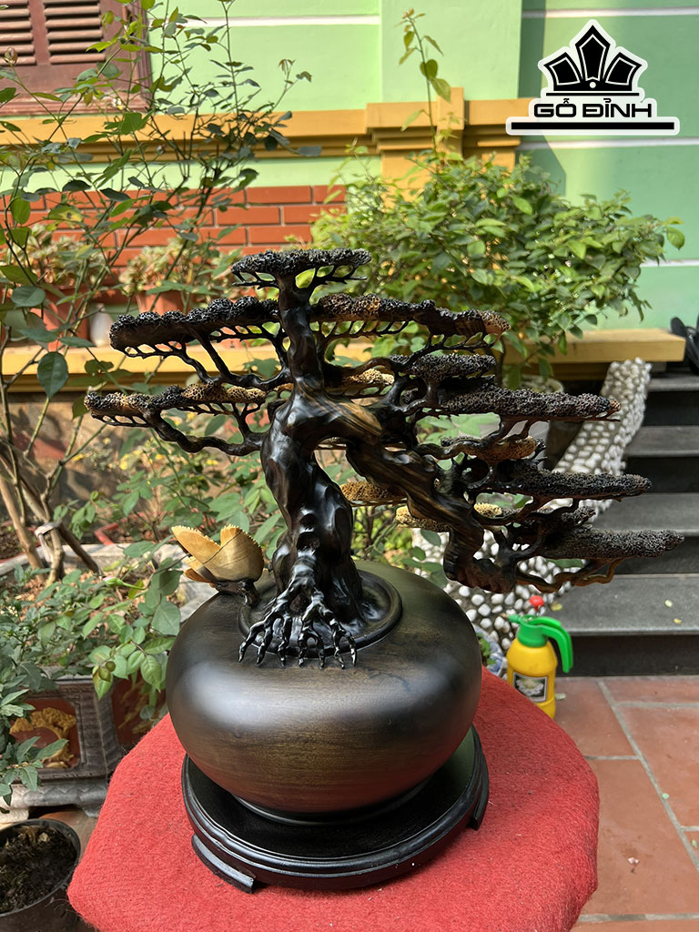 Cây Tùng Bonsai Gỗ Mun Hoa Cao 43 Ngang 51 Đường Kính 25 (cm)