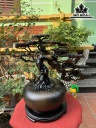 Cây Tùng Bonsai Gỗ Mun Hoa Cao 43 Ngang 51 Đường Kính 25 (cm)