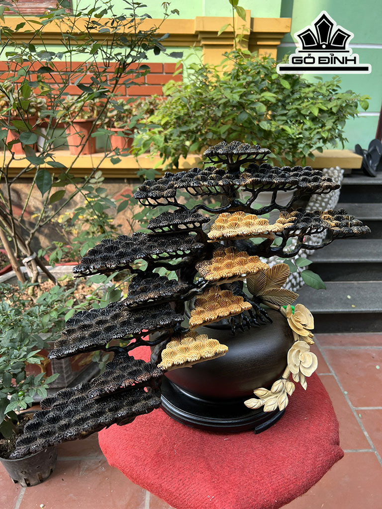 Cây Tùng Bonsai Gỗ Mun Hoa Cao 43 Ngang 51 Đường Kính 25 (cm)