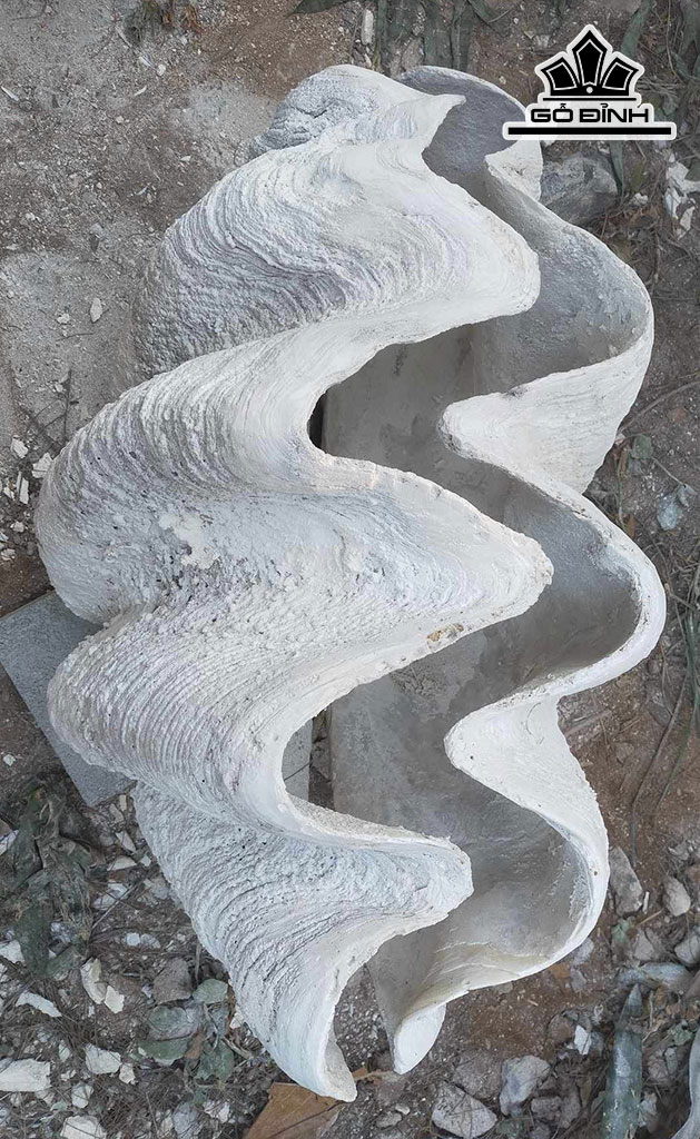 Tác Phẩm Sò Hóa Thạch Cao 78 (cm) 70kg