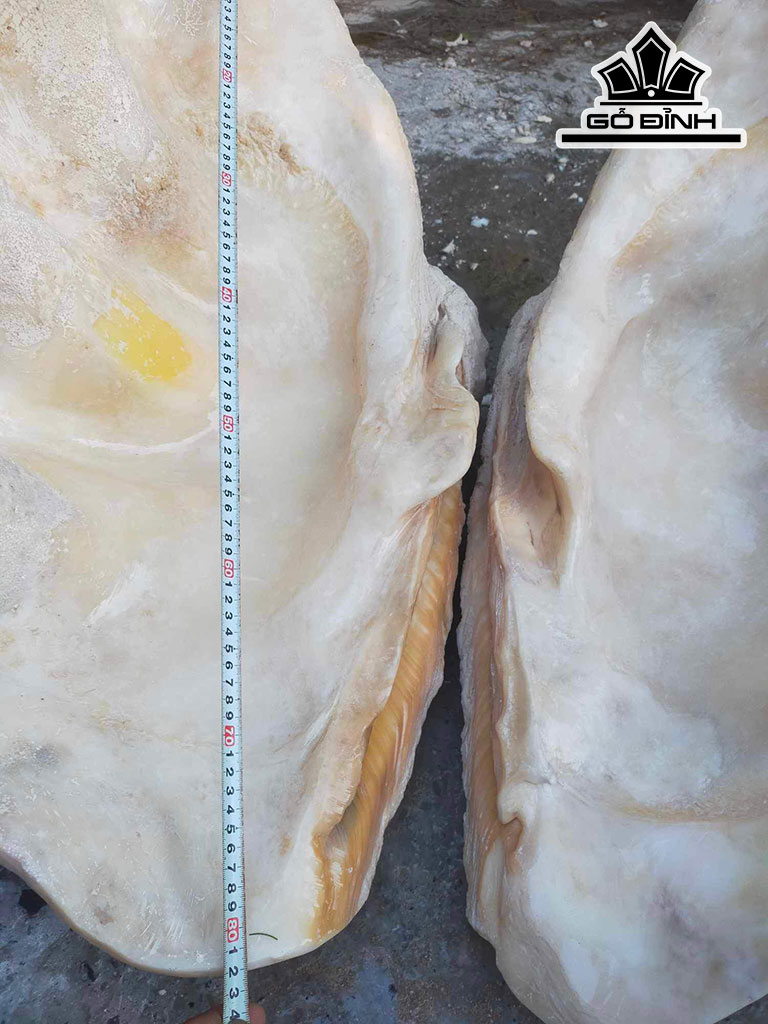 Tác Phẩm Sò Hóa Thạch Cao 82 (cm) 90kg