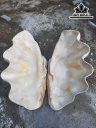 Tác Phẩm Sò Hóa Thạch Cao 82 (cm) 90kg