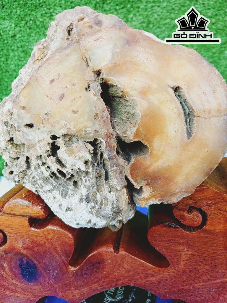 Tác Phẩm Gỗ Hóa Thạch Cao 16 Đường Kính 10 (cm) 1,2kg
