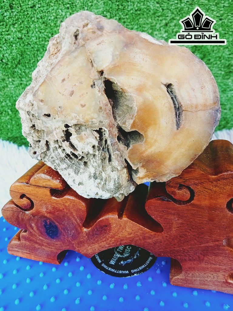 Tác Phẩm Gỗ Hóa Thạch Cao 16 Đường Kính 10 (cm) 1,2kg