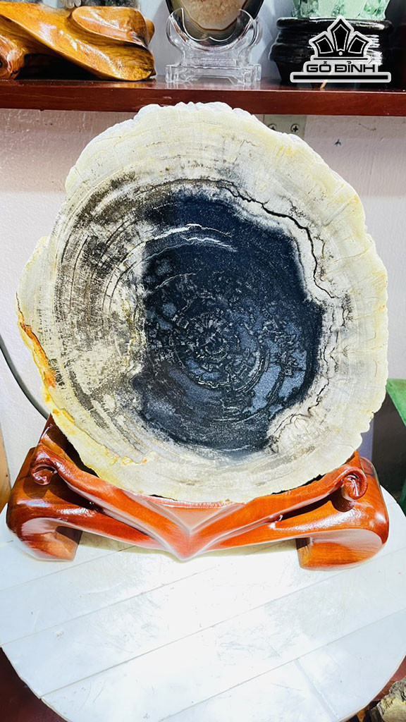 Tác Phẩm Gỗ Hóa Thạch Cao 37 Rộng 27 Sâu 5 (cm) 8,6kg