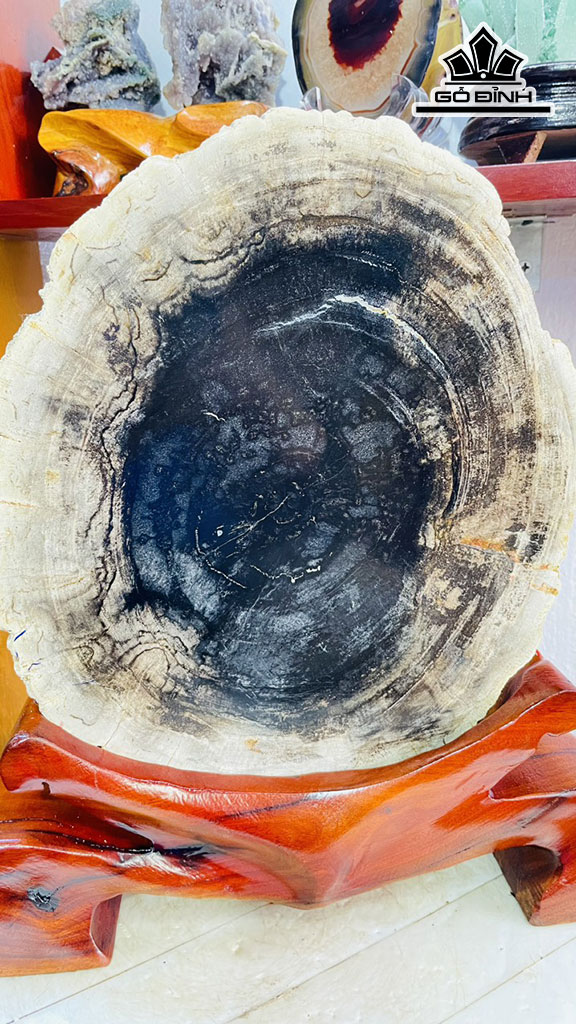 Tác Phẩm Gỗ Hóa Thạch Cao 37 Rộng 27 Sâu 5 (cm) 8,6kg