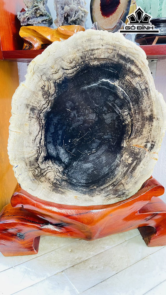Tác Phẩm Gỗ Hóa Thạch Cao 37 Rộng 27 Sâu 5 (cm) 8,6kg
