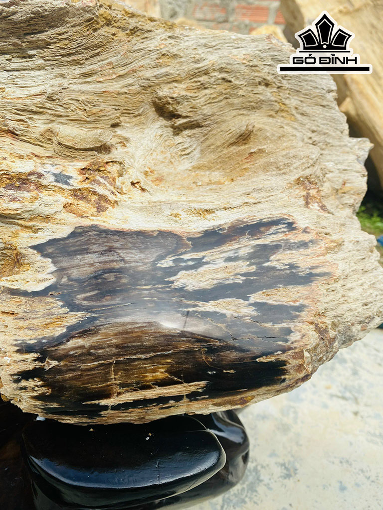 Tác Phẩm Gỗ Hóa Thạch Cao 50 Ngang 70 (cm) 71kg