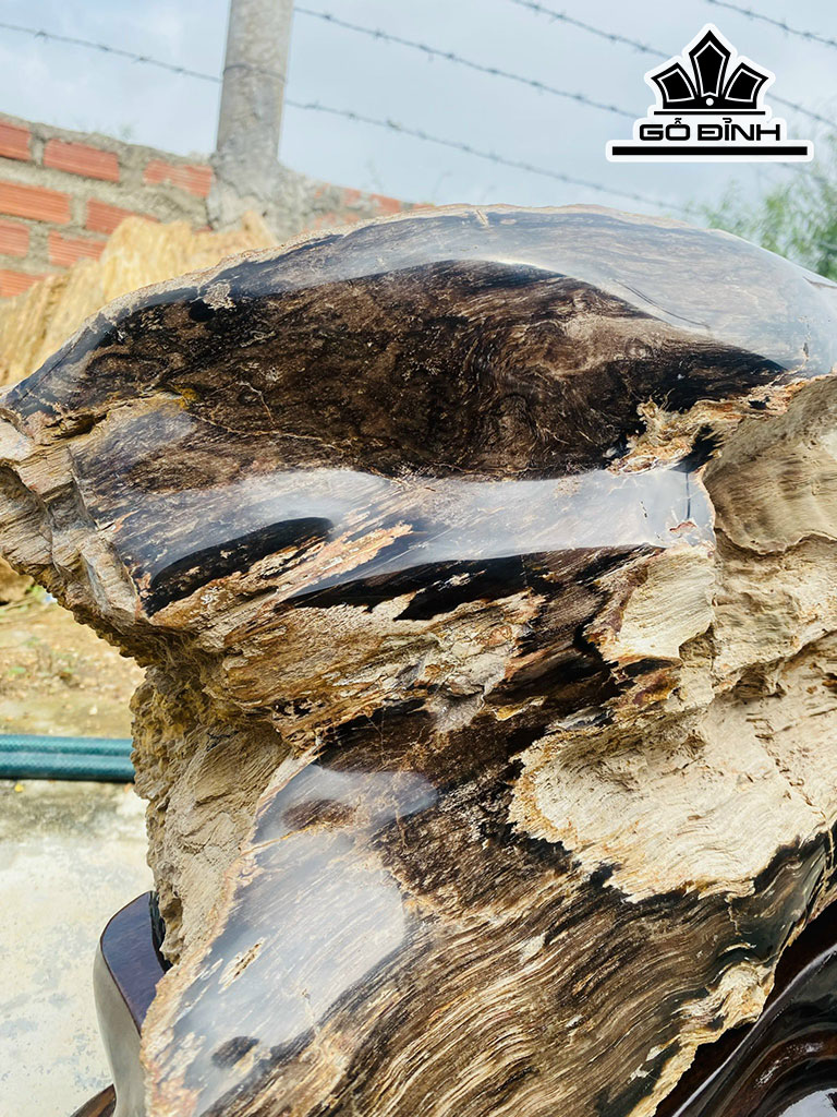 Tác Phẩm Gỗ Hóa Thạch Cao 50 Ngang 70 (cm) 71kg