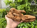 Tượng Báo Săn Mồi Gỗ Nu Ngọc Am Cao 9 Ngang 24 Sâu 8 (cm)