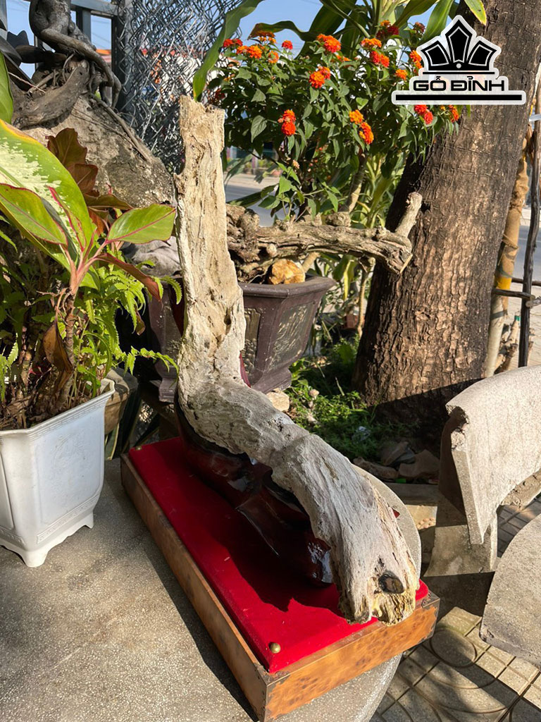 Tinh Thể Gỗ Hóa Thạch Cao 85 (cm) 9,8kg