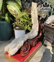 Tinh Thể Gỗ Hóa Thạch Cao 85 (cm) 9,8kg
