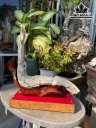 Tinh Thể Gỗ Hóa Thạch Cao 85 (cm) 9,8kg