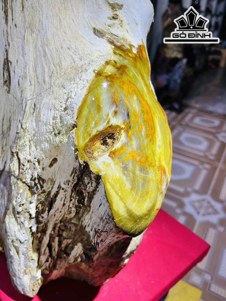Tác Phẩm Gỗ Hóa Thạch Cao 65 Ngang 32 (cm) 48kg