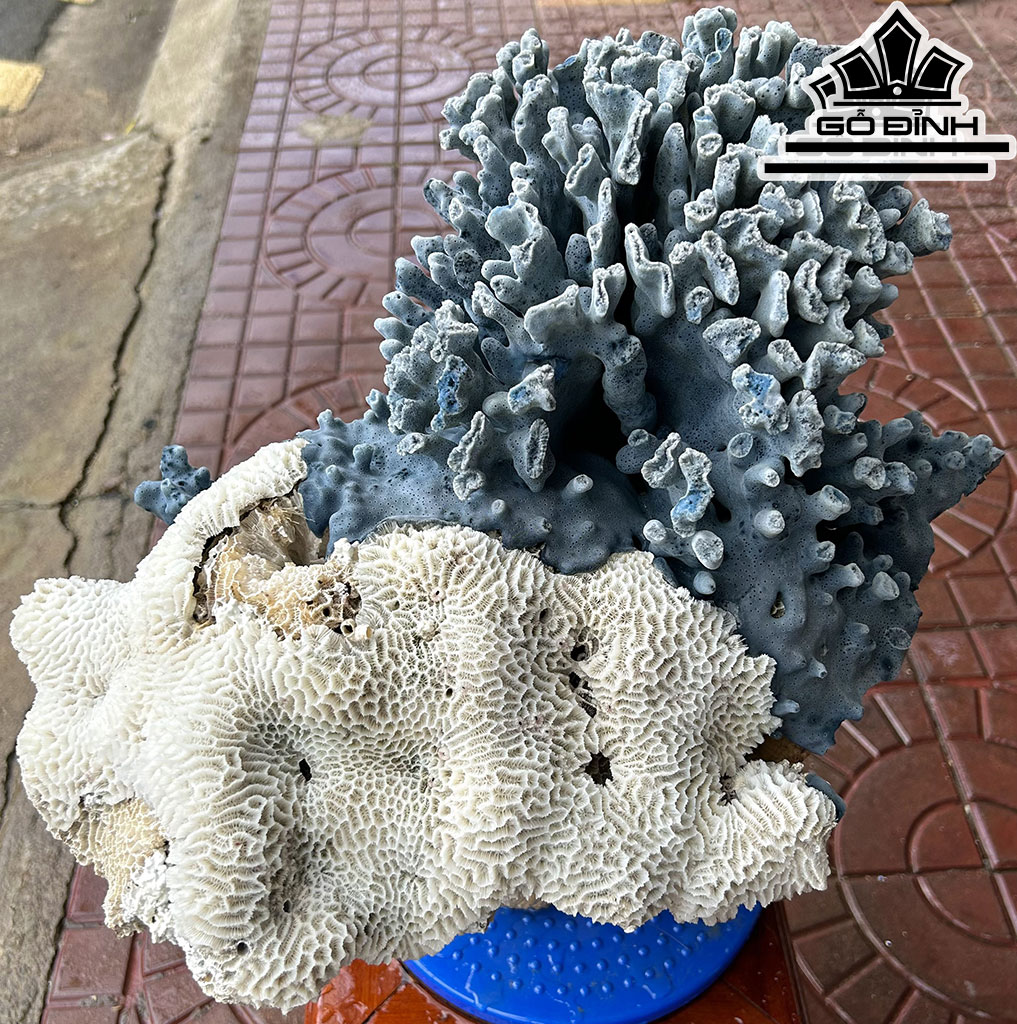 Tác Phẩm Cây San Hô Cao 44 Ngang 45(cm) 13kg
