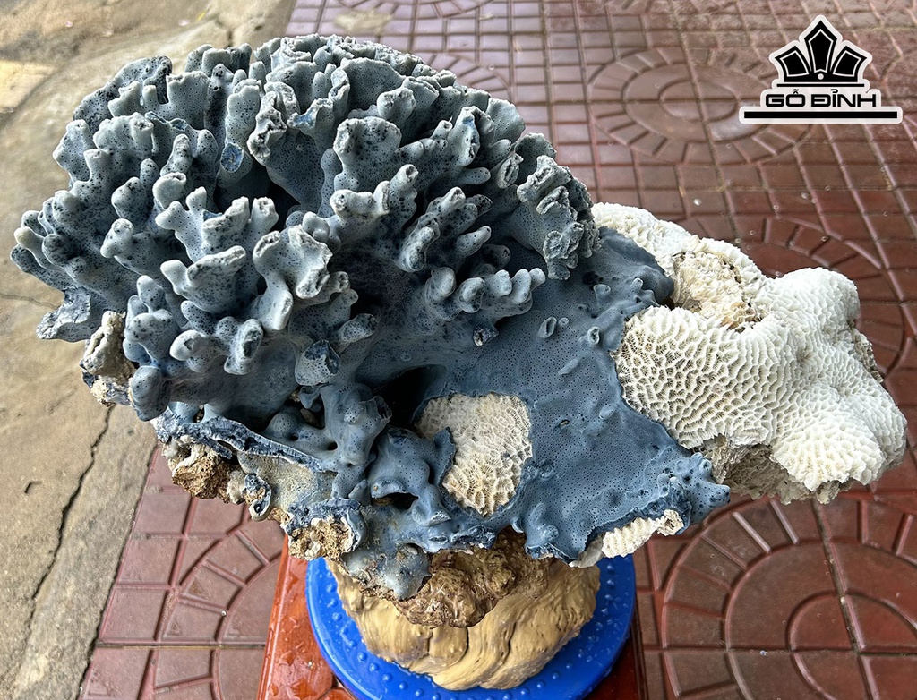 Tác Phẩm Cây San Hô Cao 44 Ngang 45(cm) 13kg