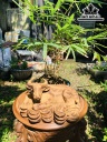 Tượng Trâu Gỗ Ngọc Am Cao 13 Ngang 22 Sâu 14 (cm)