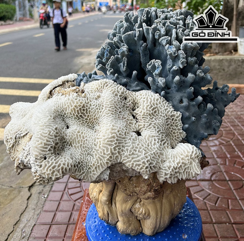 Tác Phẩm Cây San Hô Cao 44 Ngang 45(cm) 13kg