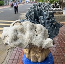 Tác Phẩm Cây San Hô Cao 44 Ngang 45(cm) 13kg
