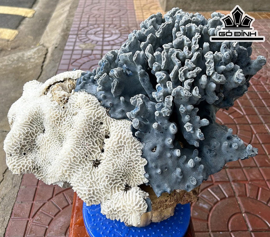 Tác Phẩm Cây San Hô Cao 44 Ngang 45(cm) 13kg