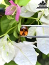 Viên Đá Tourmaline 3,1cts