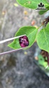 Viên Đá Đá Spinel Tím 4,02cts